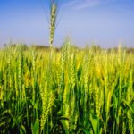 Почему растительноядные клещи на зерновых колосовых культурах в Ростовской области расширяют ареал обитания