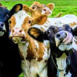 Удмуртия будет развивать геномную селекцию КРС