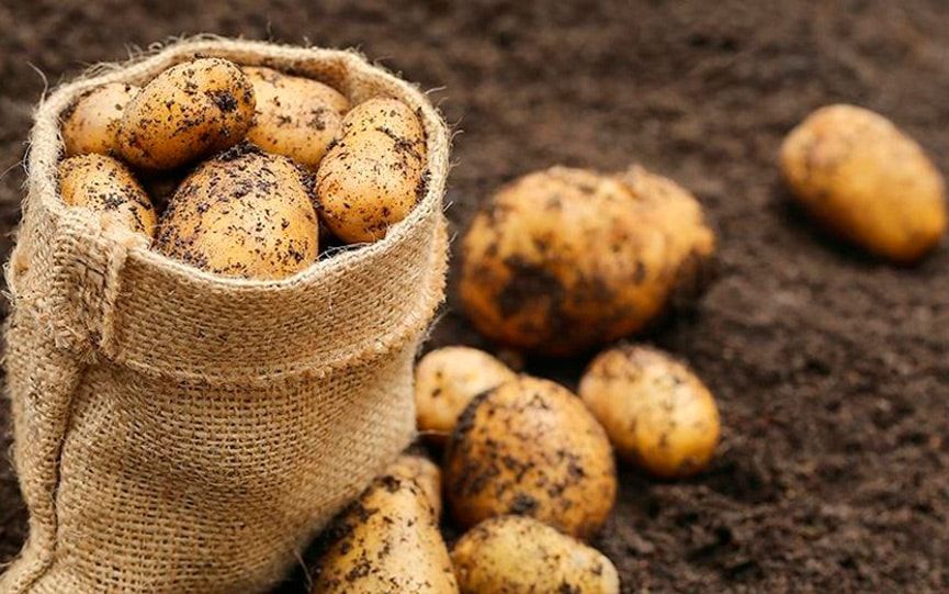 Урожай картофеля