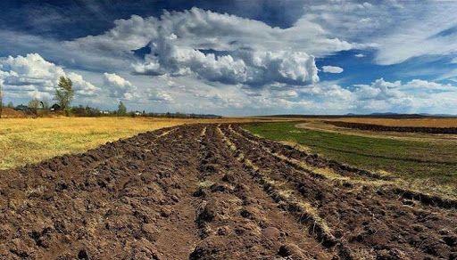 Желание расширять посевные площади у российских аграриев падает - исследование