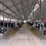 На помощь коровам Татарстана пришел интернет вещей