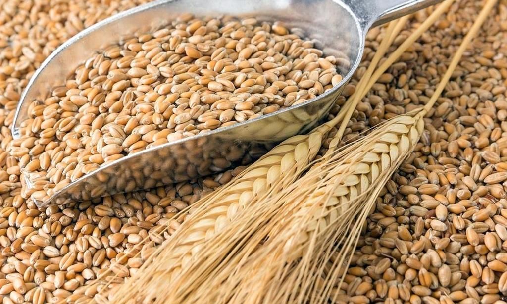 Кубань планирует в 2020 году экспортировать сельхозпродукции на $2,5 млрд